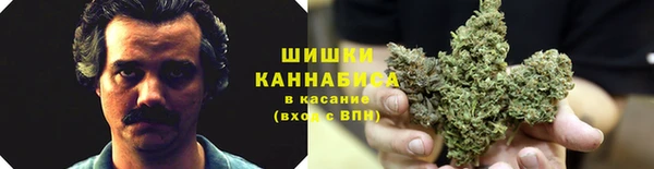 прущие грибы Бронницы