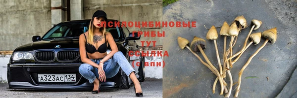 прущие грибы Бронницы