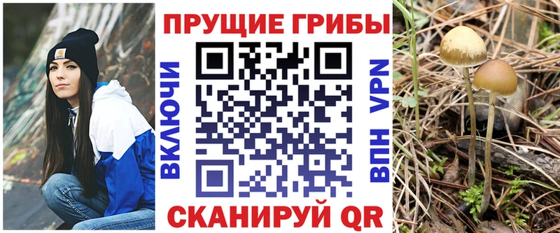 Купить где  Верея  Галлюциногенные грибы GOLDEN TEACHER 
